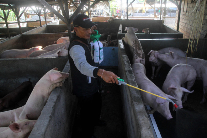 Bác sỹ thú y phun thuốc khử trùng vào chuồng lợn. (Nguồn: thejakartapost) Indonesia: Hàng trăm con lợn chết nghi do nhiễm virus tả lợn châu Phi ảnh 1