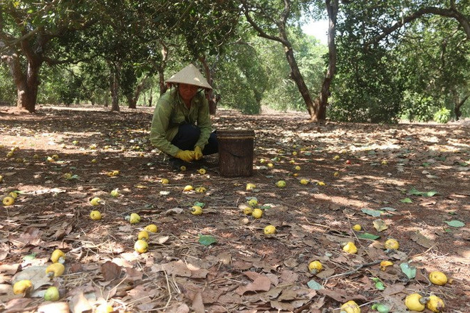 Bà Rịa-Vũng Tàu ký kết chương trình hỗ trợ tiêu thụ nông sản ảnh 1