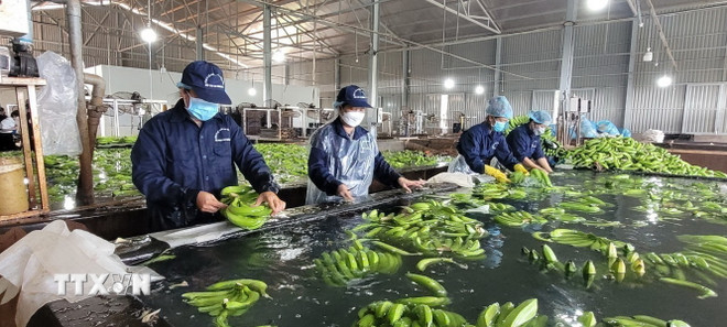 ttxvn_ma vung trong (2).jpg