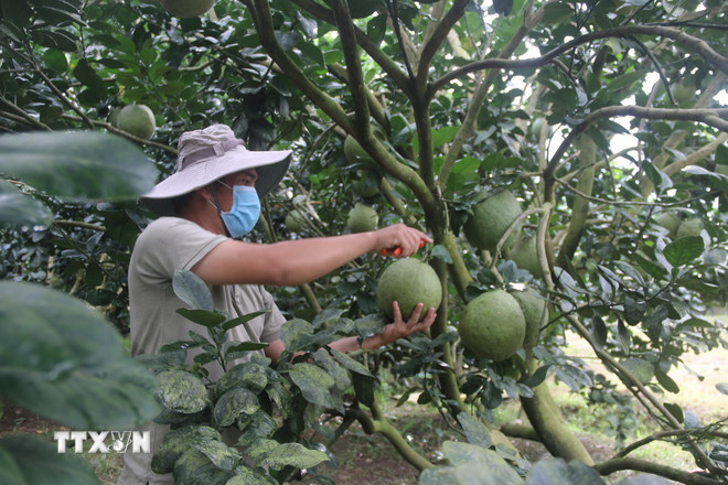 ttxvn_ma vung trong (3).jpg