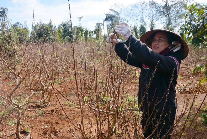 ttxvn_1402_dao buon ho (3).jpg