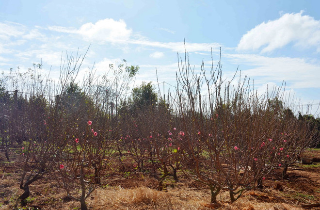 ttxvn_1402_dao buon ho (2).jpg