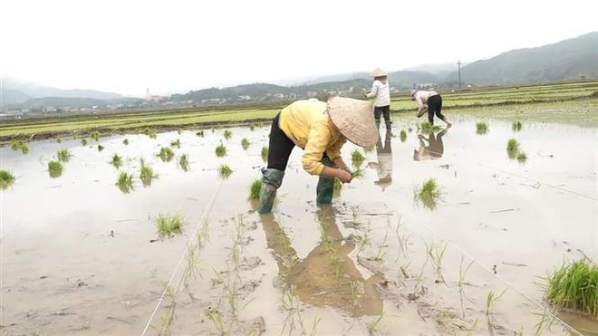 Sau Tết Nguyên đán, người dân huyện Văn Yên, tỉnh Yên Bái, khẩn trương xuống đồng cấy lúa vụ Xuân. (Ảnh: Đinh Đức Tưởng/TTXVN) Gần 98% diện tích đã có nước cho gieo cấy vụ Đông Xuân ảnh 1
