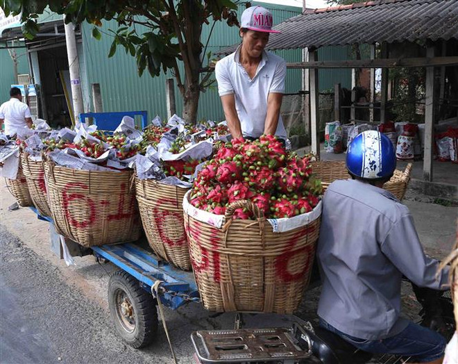 Vận chuyển thanh long thu hoạch về nhà máy chế biến để đưa đi tiêu thụ. (Ảnh: Vũ Sinh/TTXVN) Nông nghiệp với vai trò trụ đỡ cho nền kinh tế Việt Nam ảnh 3