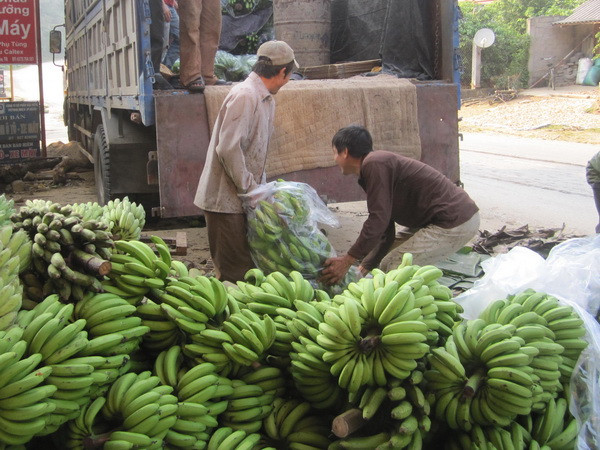 Việt Nam có thể giành ngôi đầu của Philippines về xuất khẩu chuối ảnh 1