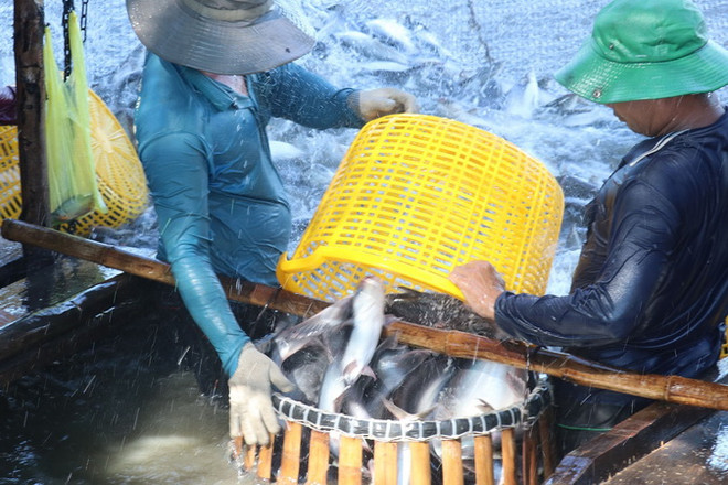Tiền Giang: Giá cá tra thương phẩm tăng cao so với năm ngoái ảnh 1