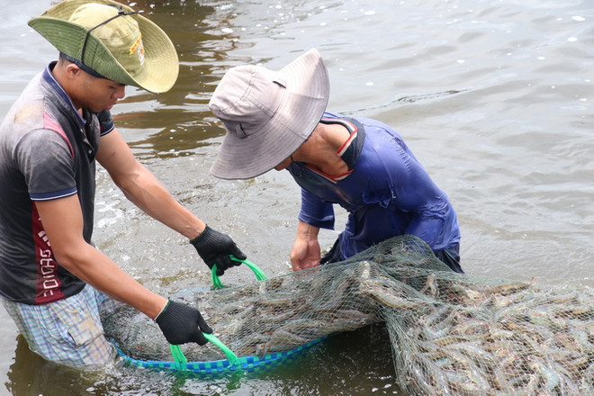 Xuất khẩu thủy sản Cà Mau chuyển mình thời hậu COVID-19 ảnh 1