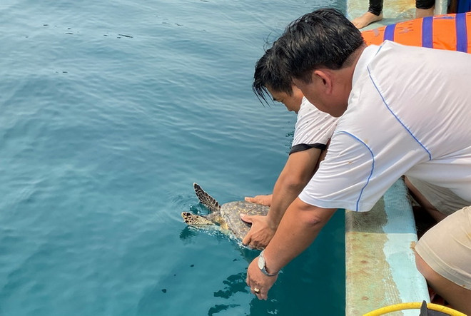 Bình Định: Thả một con đồi mồi quý hiếm về môi trường tự nhiên ảnh 1