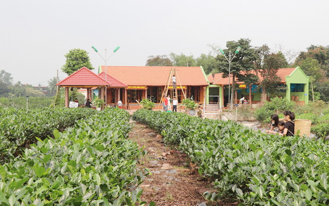Điểm du lịch cộng đồng vùng chè Tân Cương, thành phố Thái Nguyên của HTX chè Hảo Đạt. (Ảnh: Hoàng Nguyên/TTXVN) Thái Nguyên: Du lịch cộng đồng gắn với nông nghiệp nông thôn bền vững ảnh 2