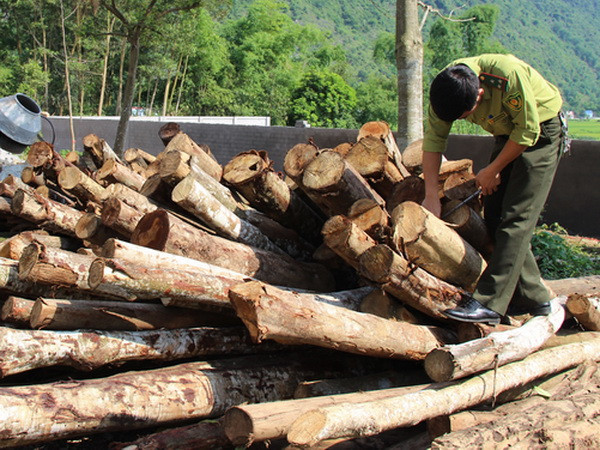 Tuyên phạt nhóm đối tượng sát hại cán bộ kiểm lâm tại Gia Lai ảnh 1