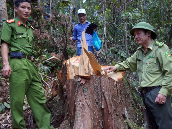 Vụ phá rừng Pơmu: Đình chỉ Chi cục trưởng Hải quan Nam Giang ảnh 1