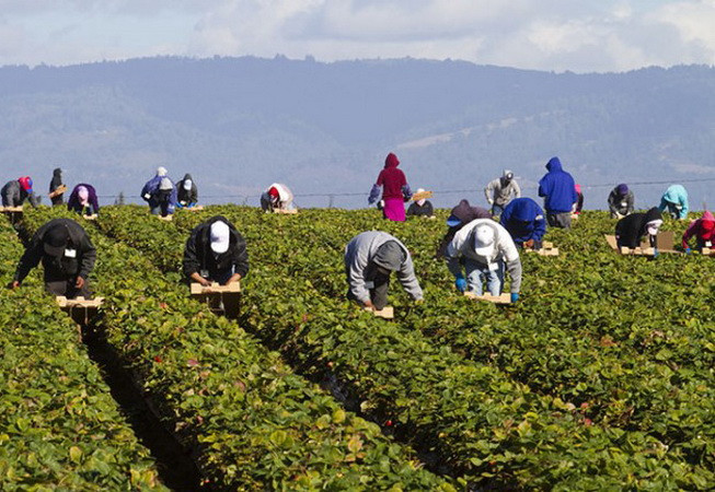 Ngành nông nghiệp Canada gặp khó khăn trong tuyển lao động tạm thời ảnh 1