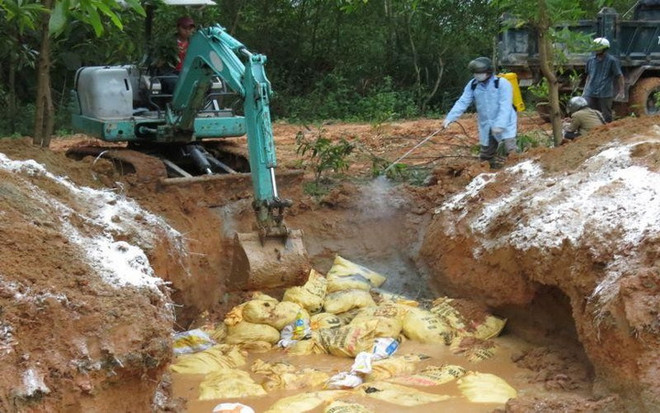 Quảng Ngãi tiêu hủy toàn bộ đàn gà bị nhiễm cúm A/H5N1 ảnh 1