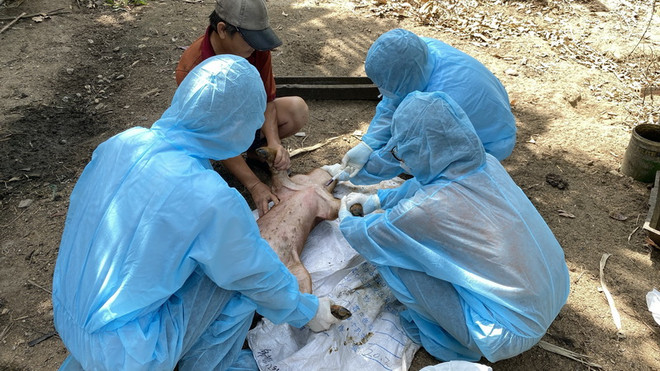 Phú Yên xử lý sự cố tiêm vaccine dịch tả lợn châu Phi ảnh 1