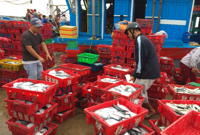 Việt Nam nỗ lực khắc phục sự cố “thẻ vàng” về khai thác hải sản ảnh 1