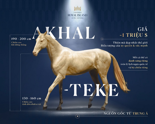 Bộ sưu tập ngựa ở Vinhomes Royal Island vừa được bổ sung thêm giống Akhal Teke quý hiếm bậc nhất thế giới. 4.jpg