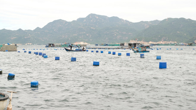 ttxvn_2411_tom hum (3).jpg