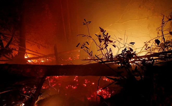 Cháy rừng thiêu rụi diện tích hơn 1,6 triệu hécta đất tại Indonesia ảnh 1