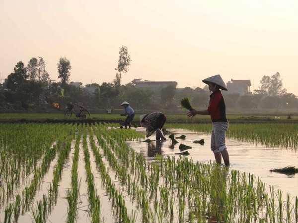 Nông dân xã Văn Lang, huyện Hưng Hà, tỉnh Thái Bình tranh thủ cấy sớm trên những diện tích ruộng trũng đã đủ nước. (Ảnh: Xuân Tiến/TTXVN) Công điện về rút ngắn 3 ngày lấy nước đổ ải vụ Đông Xuân đợt 3 ảnh 1