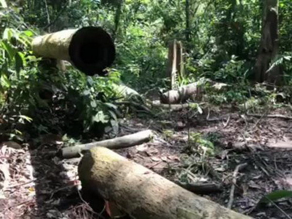 Bất chấp lệnh đóng, rừng tự nhiên Bình Phước vẫn 'chảy máu' ảnh 1