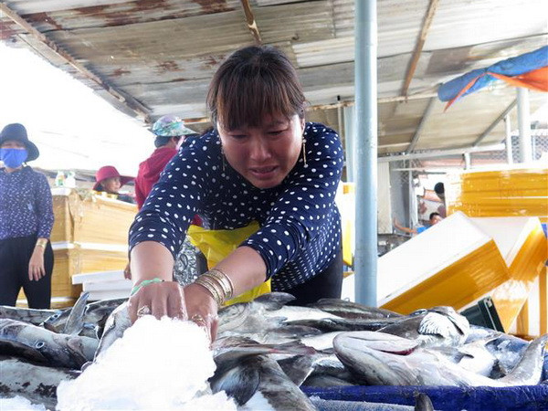 Quảng Ngãi cá chết trắng lồng, người nuôi thiệt hại nặng nề ảnh 1