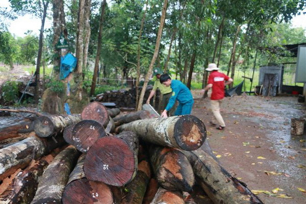 Bất chấp lệnh đóng, rừng tự nhiên Bình Phước vẫn 'chảy máu' ảnh 2