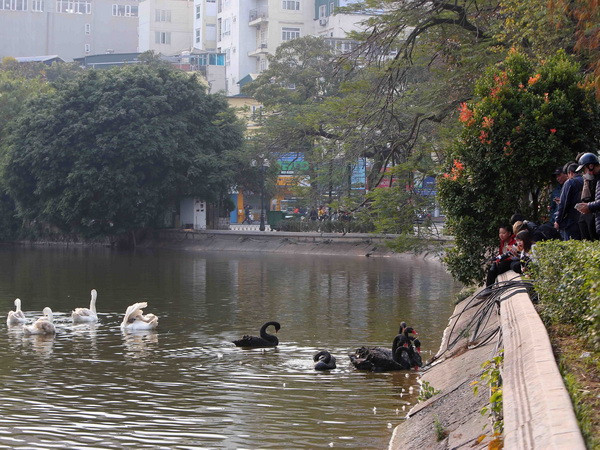 Ngỡ ngàng vũ điệu thiên nga trắng, đen trên mặt nước Hồ Gươm ảnh 1