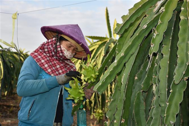 Thanh long vụ Tết giảm giá khiến nông dân thấp thỏm lo lắng ảnh 1