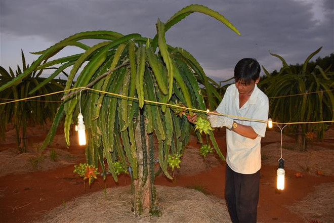 Thanh long vụ Tết giảm giá khiến nông dân thấp thỏm lo lắng ảnh 2