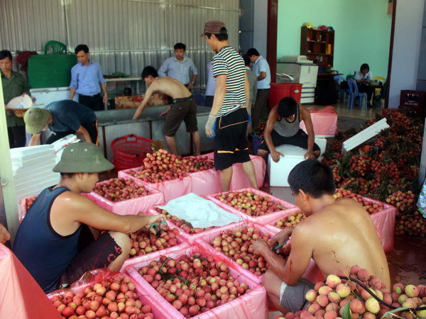 "Dọn đường" để đưa đặc sản vải thiều tới tay người tiêu dùng ảnh 1