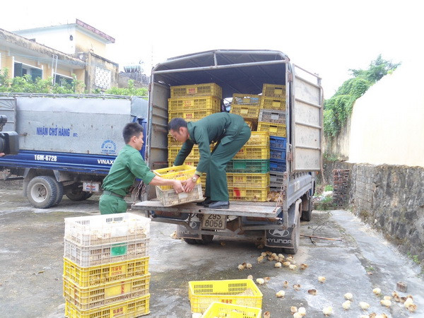 Quảng Ninh bắt giữ trên 15.000 con gà giống nhập lậu từ Trung Quốc ảnh 1