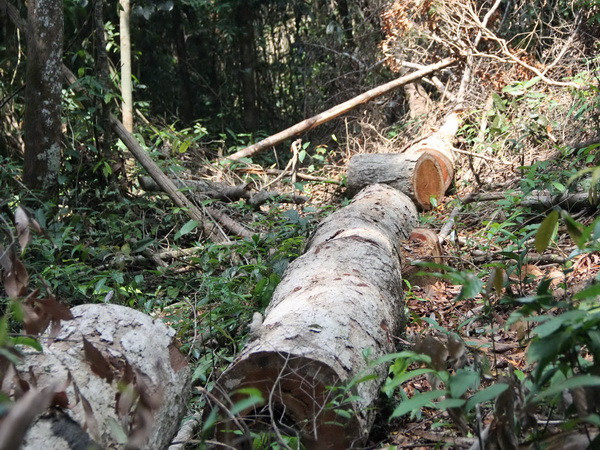 Phá băng nhóm chuyên cưa hạ cây cổ thụ rừng phòng hộ Đà Lạt ảnh 1