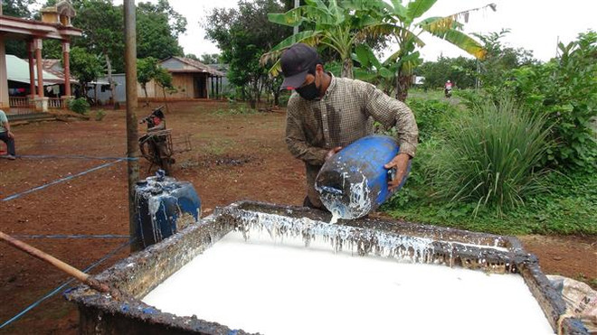 Ổn định thị trường nguyên liệu cung cấp cho xuất khẩu cao su ảnh 1