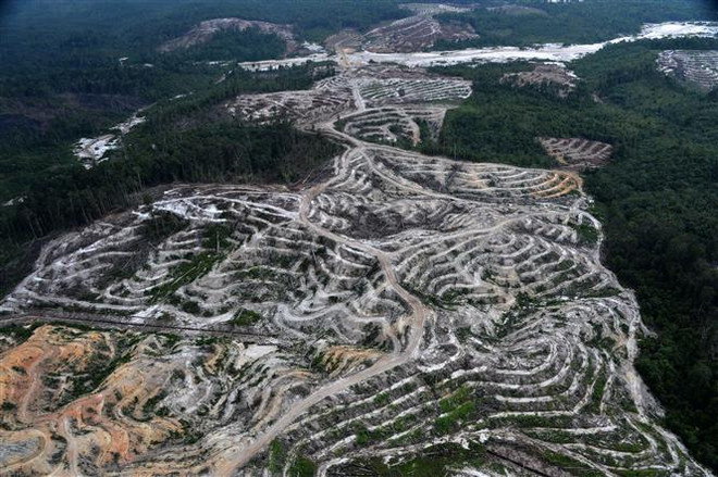 Khoảng rừng bị chặt phá để trồng dầu cọ tại tỉnh Trung Kalimantan trên đảo Borneo, Indonesia. (Ảnh: AFP/TTXVN) Thế giới mất phần rừng nhiệt đới tương đương với diện tích Đan Mạch ảnh 2