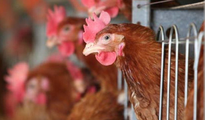 WHO đánh giá nguy cơ lây lan virus cúm gia cầm H5N1 tại Campuchia ảnh 1