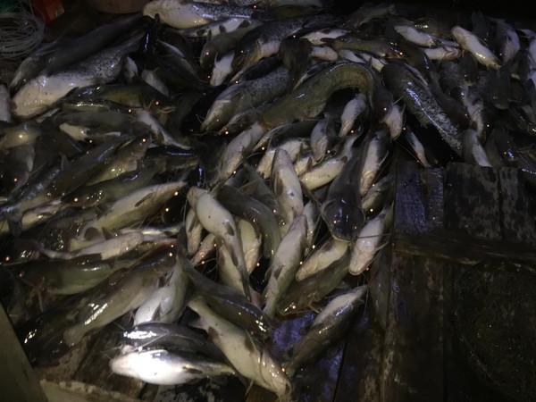 Đồng Nai: Cá nuôi chết hàng loạt, nổi trắng bè trên sông La Ngà ảnh 1