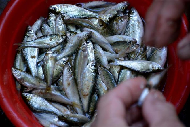 Cá linh non đầu mùa khan hiếm, giá lên đến 300.000 đồng mỗi kg ảnh 1