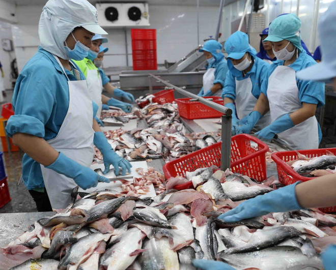 Kim ngạch xuất khẩu cá tra trong năm tháng giảm 39% ảnh 1