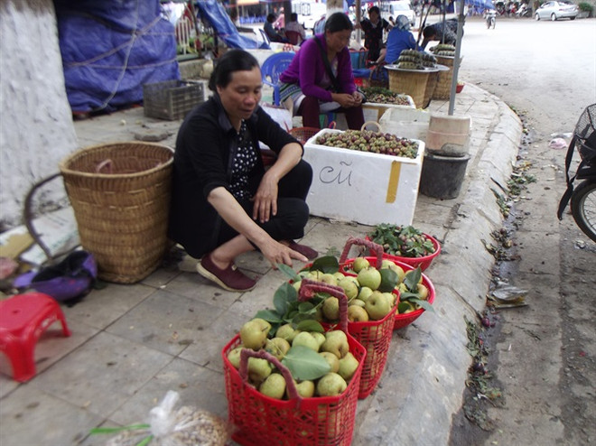 Lào Cai: Lê Bắc Hà được mùa và được giá, nông dân phấn khởi ảnh 1
