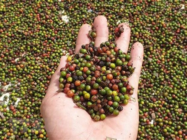 Hồ tiêu - một trong những mặt hàng xuất khẩu có tiếng của Việt Nam. (Ảnh: Hưng Thịnh/TTXVN) Ước tính xuất siêu của nông, lâm và thủy sản đạt hơn 6 tỷ USD ảnh 1