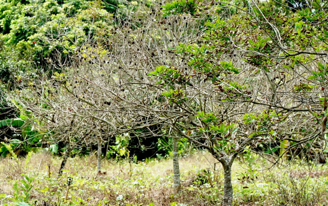 Vĩnh Long: Nỗ lực khôi phục vườn cây ăn trái sau hạn mặn ảnh 1