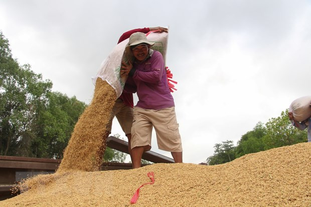 Lúa Hè-Thu sớm đạt năng suất, chất lượng và giá cao, nông dân phấn khởi. (Ảnh: Hồng Thái/TTXVN) Kiên Giang thúc đẩy liên kết, phát triển chuỗi giá trị lúa gạo ảnh 1