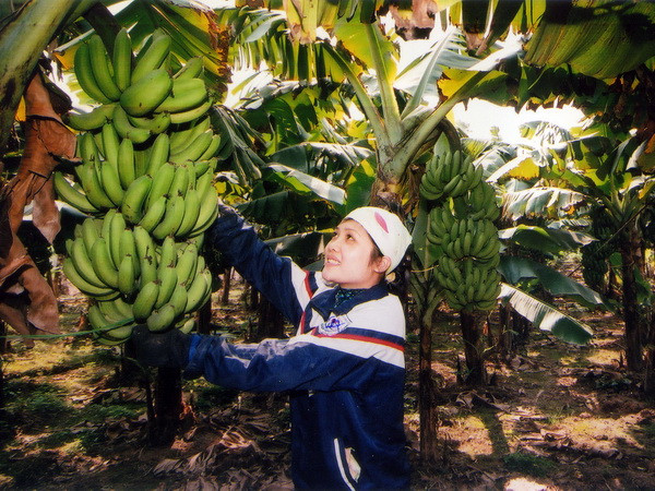 Chuối tiêu hồng Khoái Châu được công nhận nhãn hiệu tập thể ảnh 1