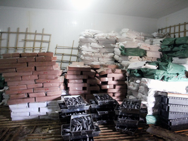 Số cá nục có chất Phenol hiện đang chứa trong kho đông lạnh của bà Lê Thị Thuộc, thị trấn Cửa Tùng. (Ảnh: Thanh Thủy/TTXVN) Quảng Trị niêm phong 25 tấn cá nục bị nhiễm chất Phenol ảnh 1