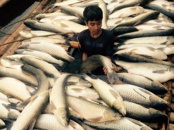 Thực hư thông tin cá chết hàng loạt ở Lý Sơn do bị đầu độc ảnh 1