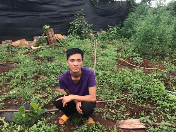 Phát hiện hộ dân trồng hơn 200 cây cần sa trong vườn nhà ảnh 1