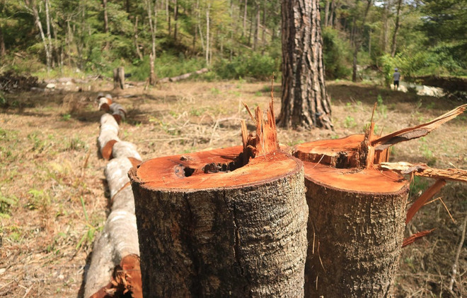 Yêu cầu xác minh thông tin TTXVN phản ánh về phá rừng ở Lâm Đồng ảnh 1
