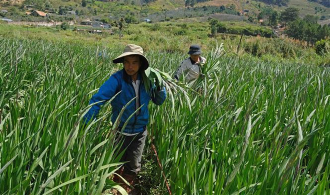 Người trồng hoa Lâm Đồng lao đao vì dịch COVID-19 bùng phát giáp Tết ảnh 2