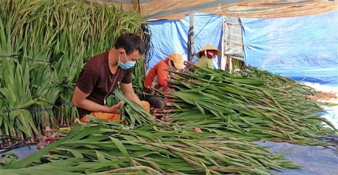 Người trồng hoa Lâm Đồng lao đao vì dịch COVID-19 bùng phát giáp Tết ảnh 1