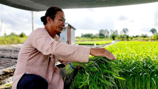 Những nông dân tiên phong trong chuyển đổi mô hình sản xuất ảnh 2
